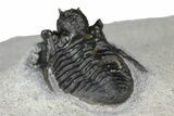 Rare, Proetid (Otarionella) Trilobite - Top Quality Specimen #183722-5